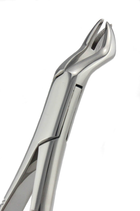 Upper Molar Right 88L