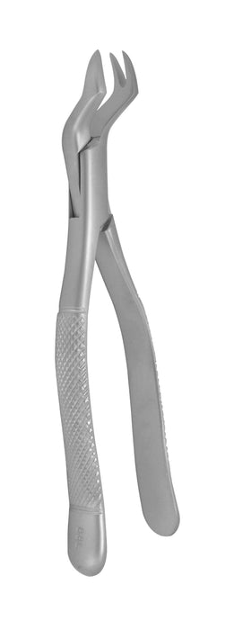Upper Molar Right 88L